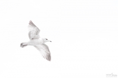 Gliding Gull