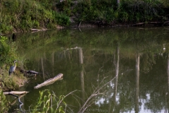 Amid the Marsh