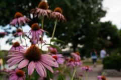 Pink Park Centerpiece