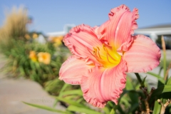 Pretty Pink Petals