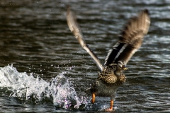 Water Walker