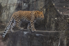 Amur Approaching Prey