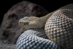 Aruban Rainbow Rattler