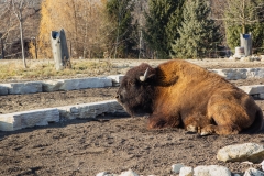 Basking Bison