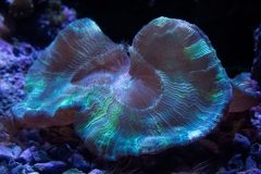 Beautiful Bioluminescence