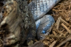 Blue-Eyed Boa