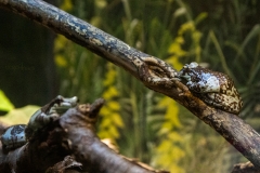 Blue Toad Group
