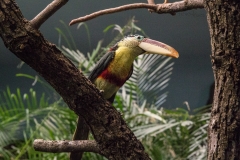 Curious Aracari