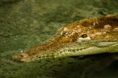 Grinning Gator