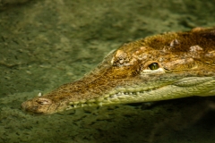 Grinning Gator