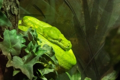 Lemon-Lime Python