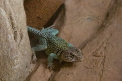 Leopard Print Lizard