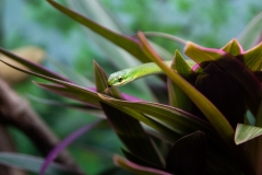 Little Green Racer