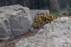 Looking Leopard