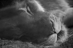 Lounging Lion