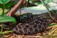 Menacing Massasauga