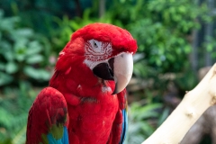 Moody Macaw