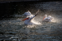 Pelicans at Play