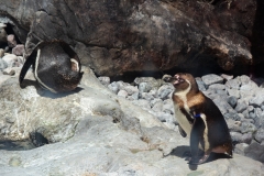 Penguin Pals