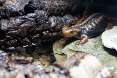 Salamander Silently Staring