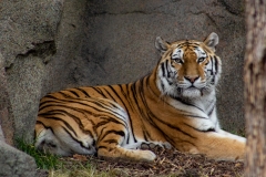 Triumphant Tiger
