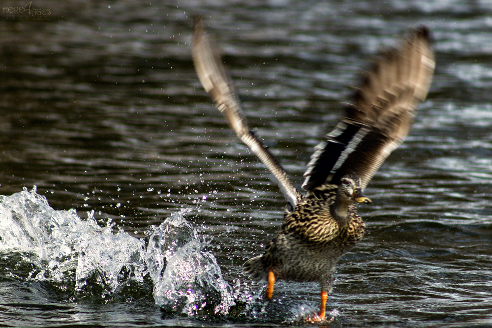 Water Walker - Duck taking flight